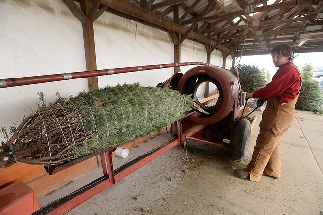 Cody Concoby uses a baler to wrap a Christmas tree for a customer at Port Farms in LeBoeuf Township.