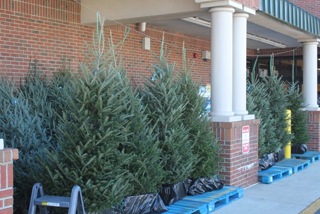 New Bern's Christmas tree lots and stores have struggled to get large inventories of trees this year.