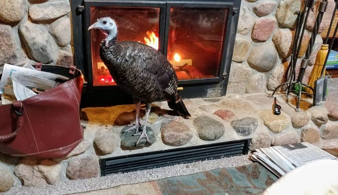Tory Turkey disfrutó del calor del fuego mientras el pájaro vivía en el interior.