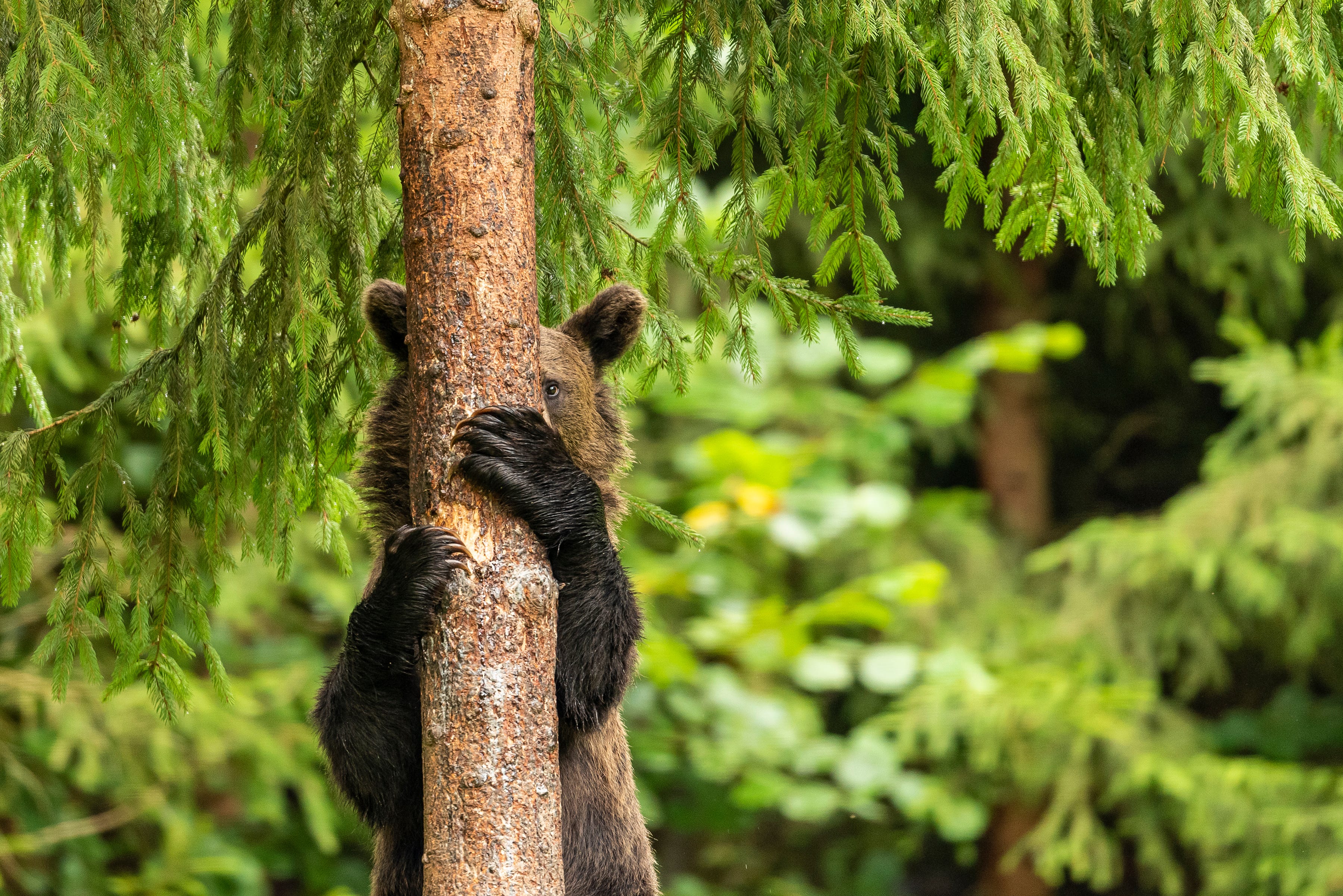 Funny animal photo winners revealed from Comedy Wildlife Photography