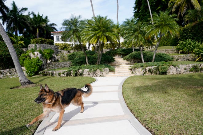 German Shepherd Gunther VI runs on the grounds of pop star Madonna's official home, Monday, November 15, 2021, in Miami.