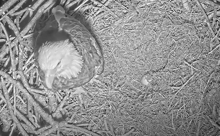 Southwest Florida bald eagle Harriett lays egg, Christmas hatch possible