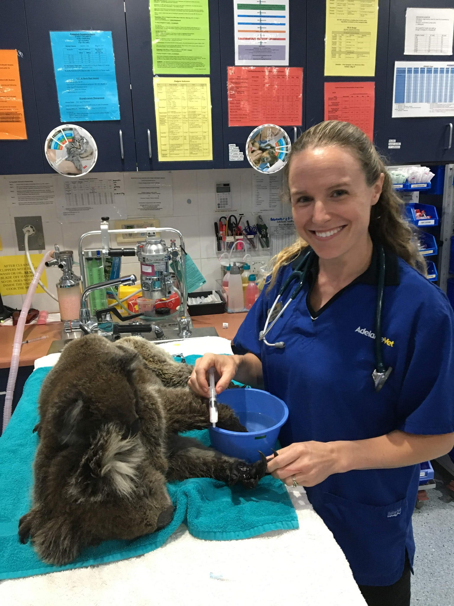 Greenland's sole clinical vet is a Braintree native