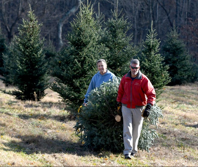 Bryant and Rose Bartolone of Massillon pick out and cut down their perfect Christmas tree on Monday at Windy Hill Tree Farm in Tuscarawas Township.