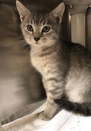 Mars, a young male domestic short hair, is available for adoption at the St. Johns County Pet Center, 130 N. Stratton Road. Cat adoption fees, $30 for males and $40 for females, include microchips, neutering/spaying, rabies vaccinations and shots. The Pet Center, at 130 N. Stratton Road, is open from 9 a.m. to 4:30 p.m. Tuesdays to Fridays. Call 904-209-6190 or go to www.sjcfl.us/AnimalControl/index.aspx.