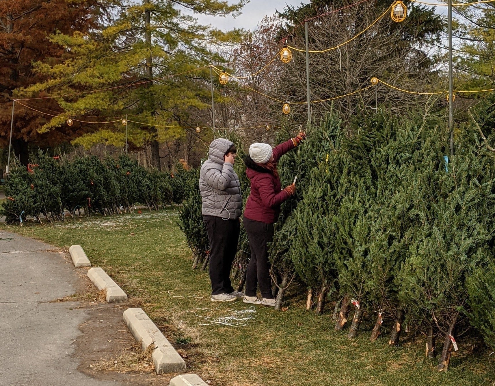 'It's really sweet to watch' Generations find Christmas trees at YMCA