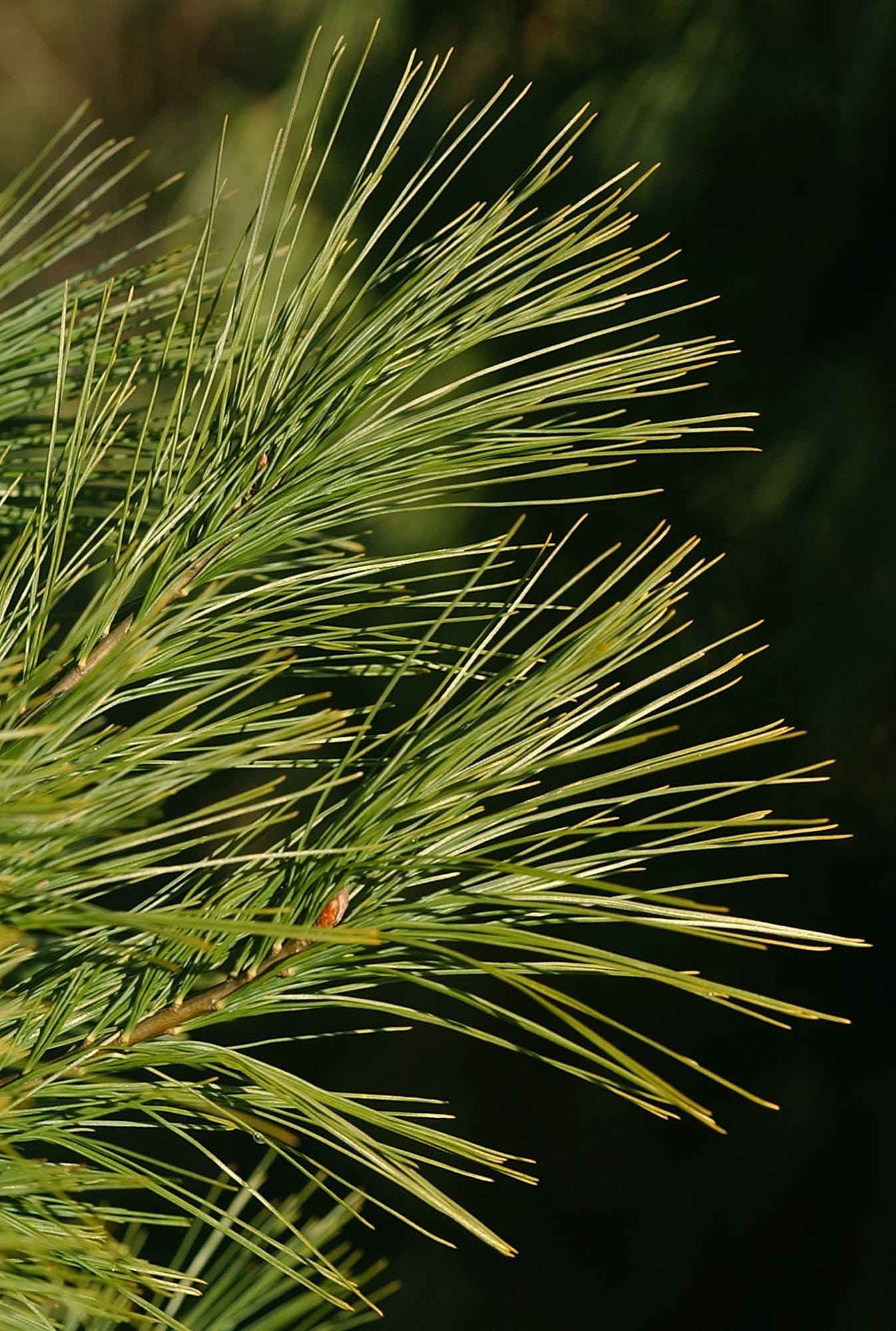 Here's what to do to dispose of your Christmas tree