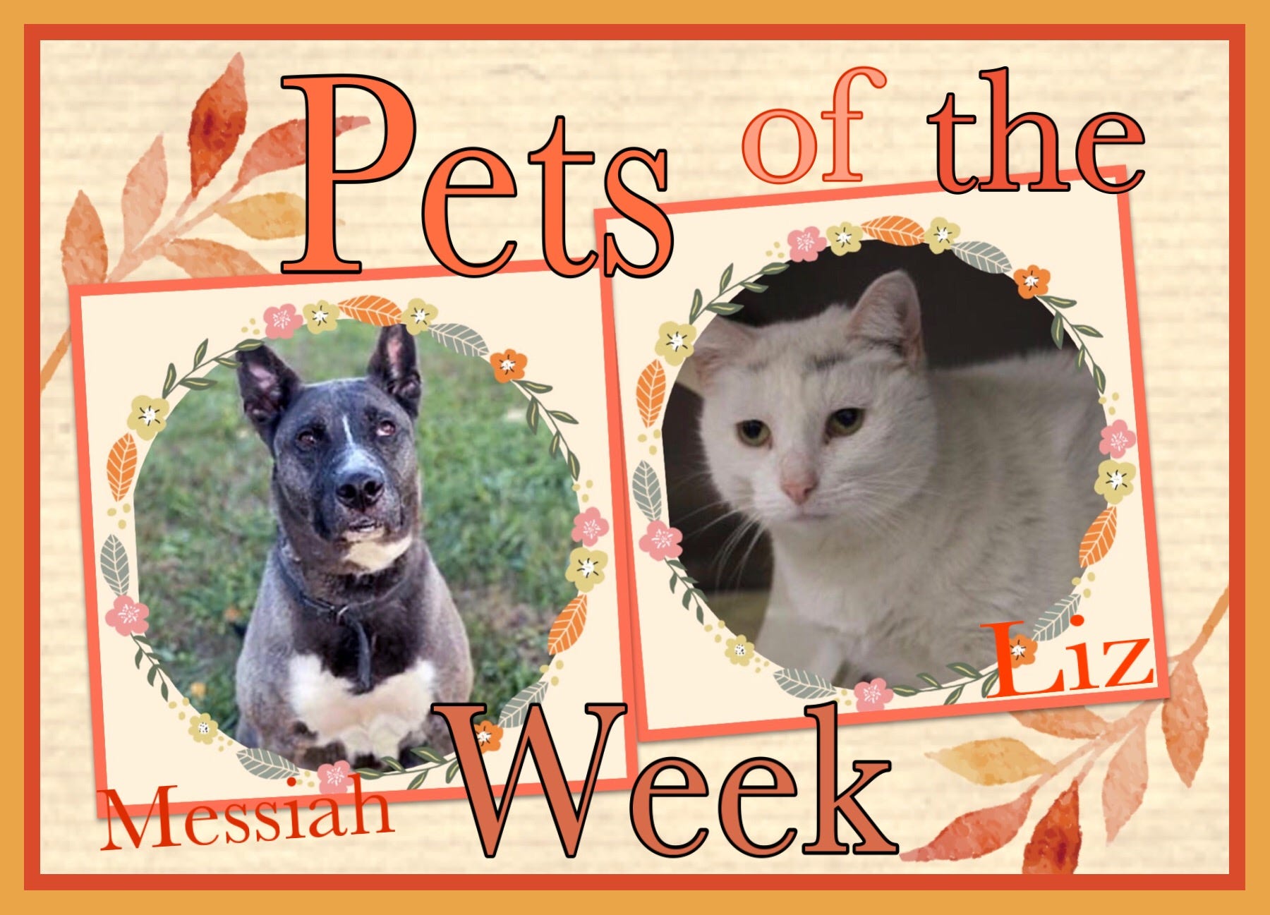 Pets of the Week: For Black Friday, adopt a sweet white cat or jumbo dog