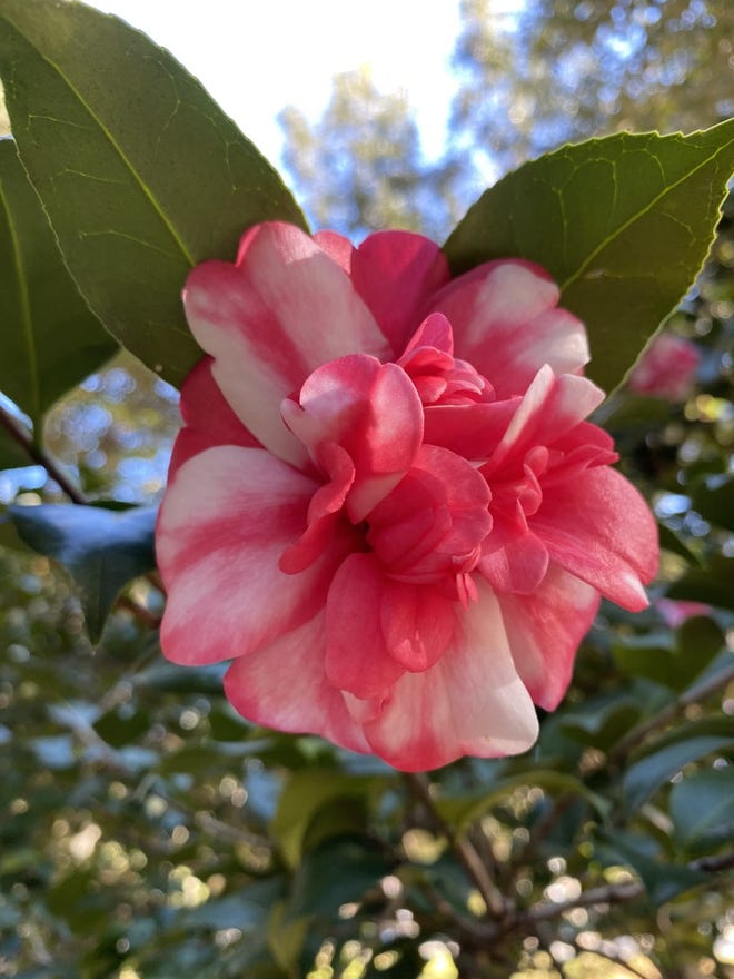 Garden Help: It's showtime for camellias in Northeast Florida