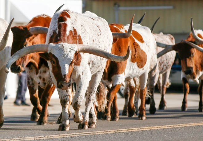 Longhorn cattle will lead Stockyard City's annual Cowboy Christmas Parade beginning at 10 a.m. Dec. 4.