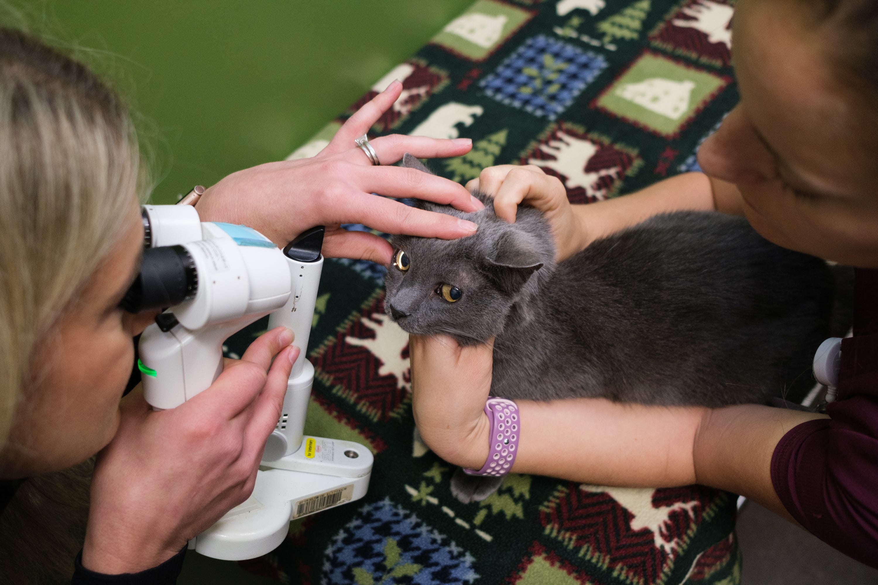 Dr. Jane Ashley Huey is Memphis' eye doctor to the animals