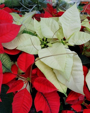 Use potted and cut poinsettias for decoration for the holidays. Poinsettias have been reported to be poisonous; they are not. A study at Ohio State University revealed that a 50-pound child would have to eat more than 500-600 Poinsettia leaves to have any serious adverse side effects. This is not to say that there could be some effects; the most common side effects from poinsettia ingestions are upset stomach and vomiting.