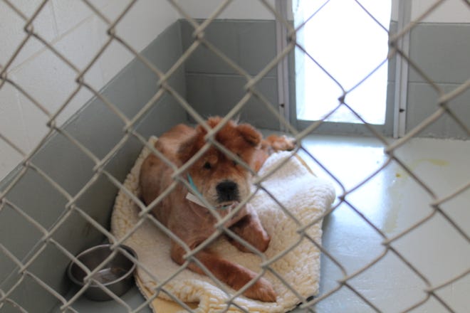 One of 30 neglected dogs surrendered to Halifax Humane Society following a house fire in Port Orange. This dog does not have use of its hind legs and will need a wheelchair device on top of antibiotics and other medications before it will be available for adoption.