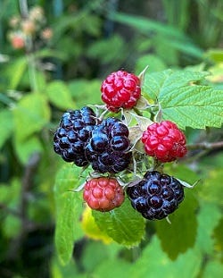 Black raspberry fruit featured in the 2022 Garden Calendar produced by Iowa State University Extension and Outreach.