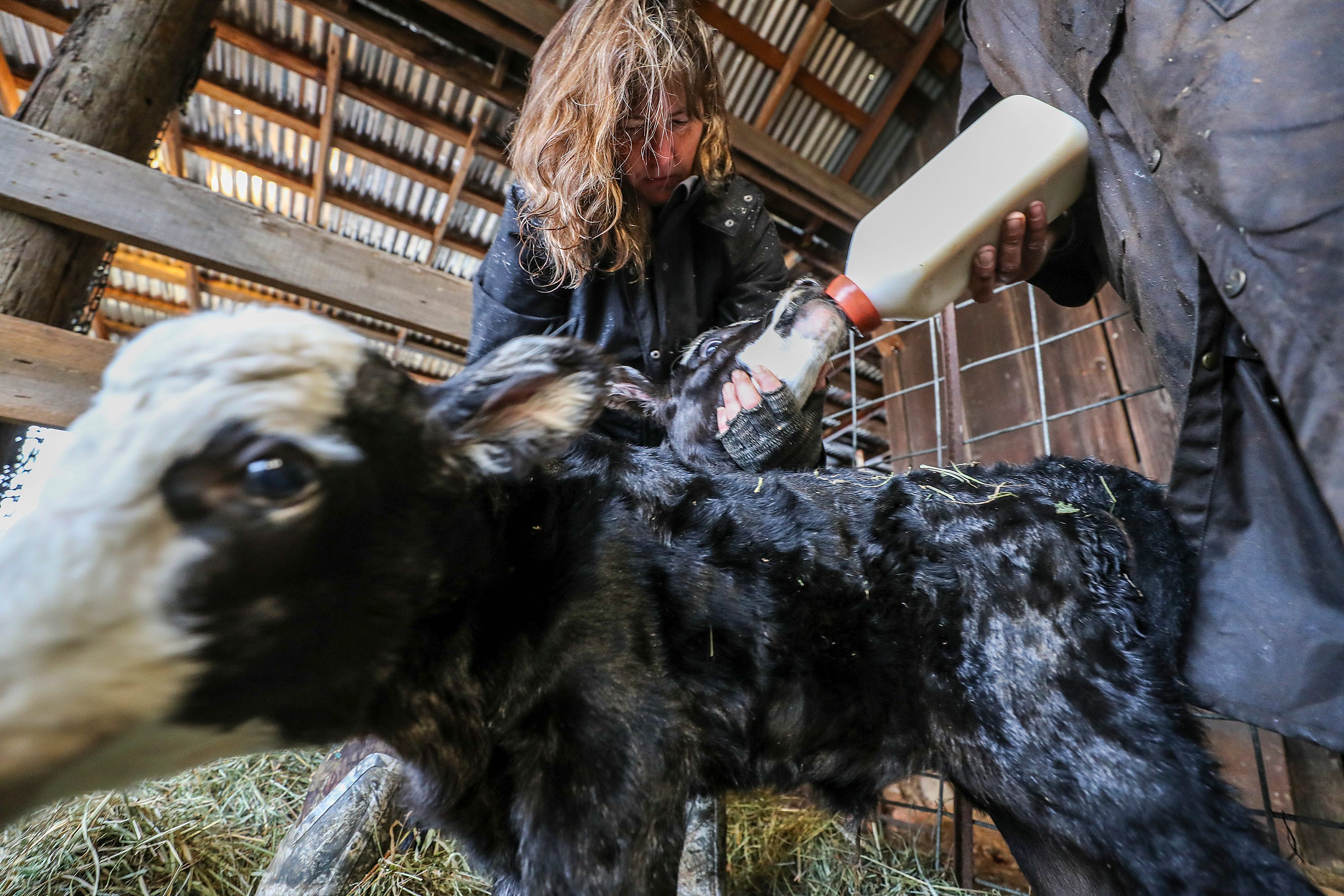 Katie Delbar and Dan Moore feed a calf on their farm in Potter Valley in Mendocino County, California.