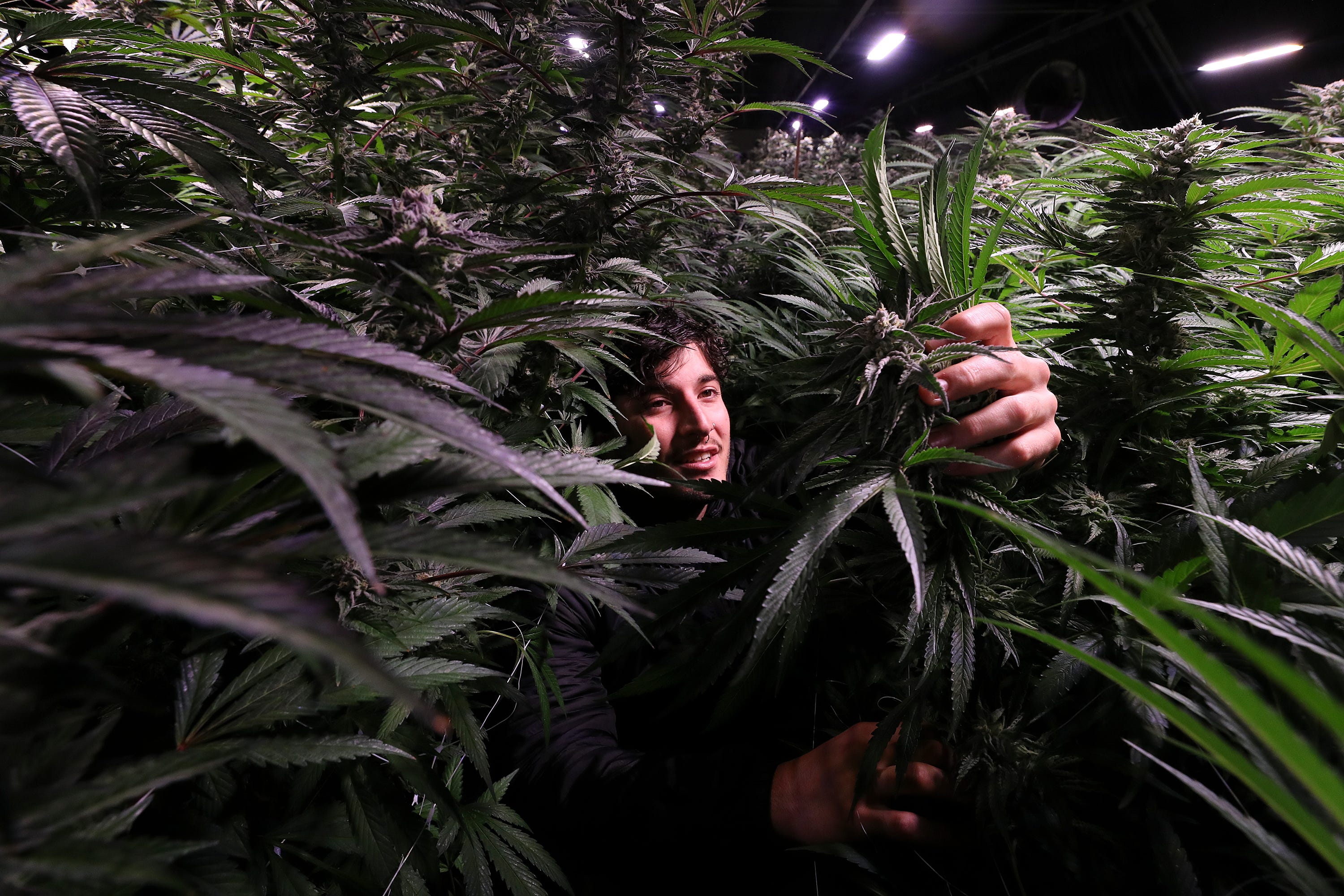 Iker Muñoz shows off his friends’ licensed grow operation, Mendo Select, in the Mendocino County town of  Potter Valley. There are 10 greenhouses on the property. Co-owner Dave Najera, a former U.S. Marine, said that he was drawn to the plant's medicinal properties in treating PTSD.