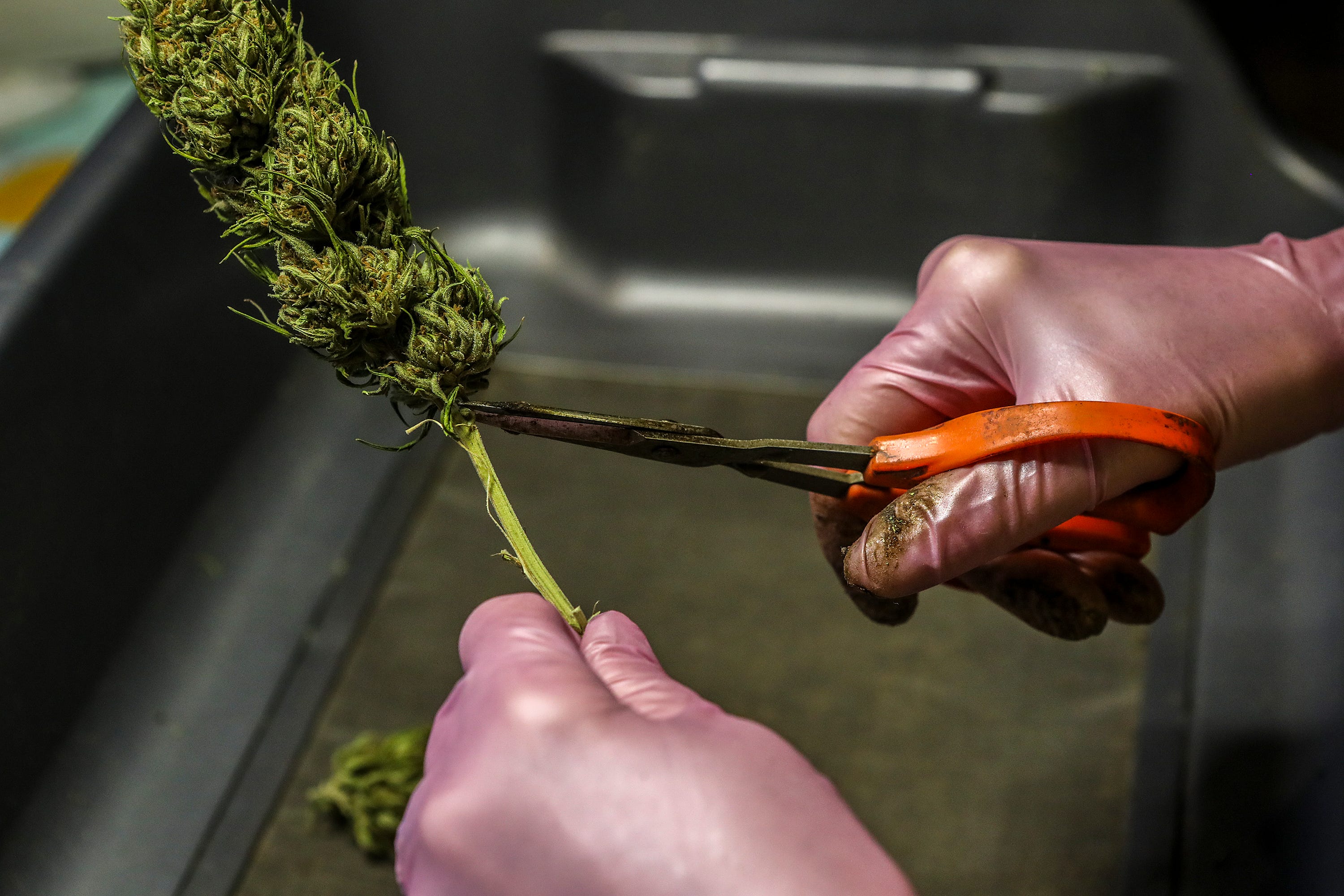 Nikki Lastreto trims the buds on cannabis at the farm she has with Swami Chaitanya of Swami Select cannabis farm in Mendocino County in California.