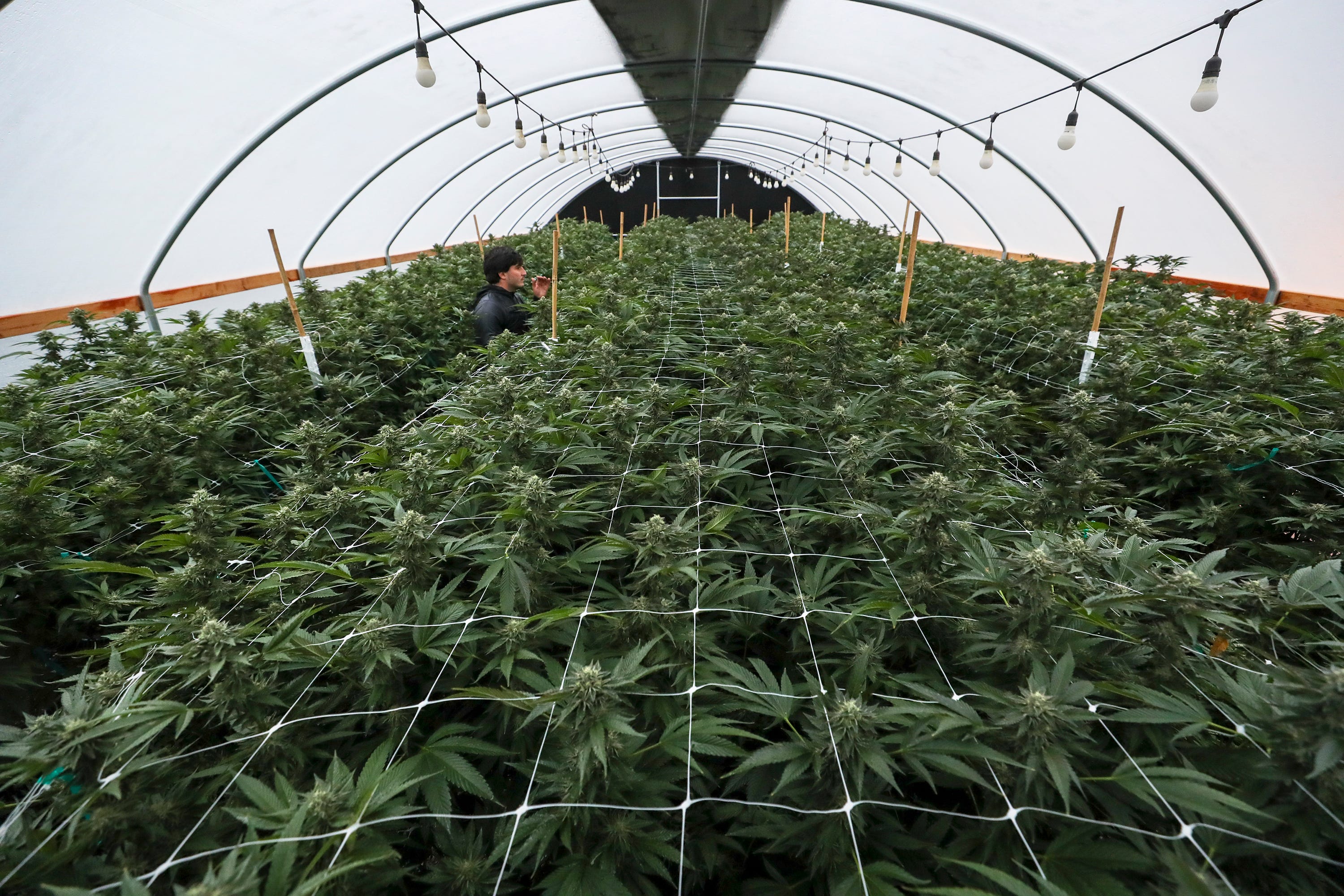 Iker Munoz shows a licensed grow operation, Mendo Select, in Potter Valley in Mendocino County, California.  There are 10 greenhouses on the property.  Dave Najera, a former U.S. Marine, said that he was drawn to the plant's medicinal properties in treating PTSD and now co-owns a cannabis business in Potter Valley on land that used to be a vineyard. 

"We were doing it before it was legal," he said. 