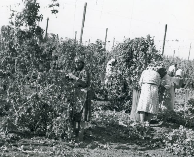 A Native American hop picker, circa 1930. Native Americans have a long history of harvesting hops and other crops in the Willamette Valley and contributing to making the Willamette Valley known by the early 1900s as the “hop capital of the world.”