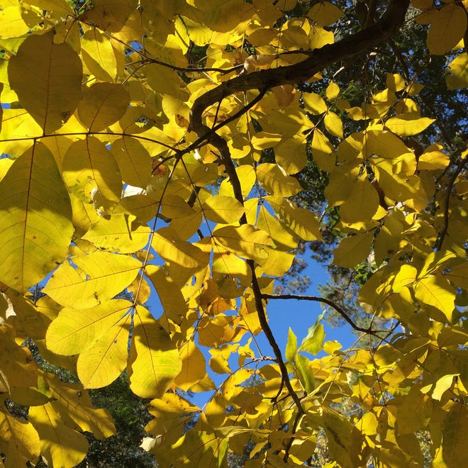 Golden pignut hickory trees grace our canopy roads in autumn.