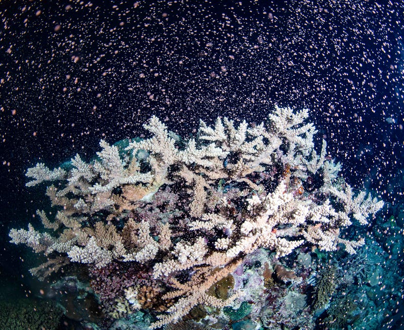 Corals fertilize billions of offspring by casting sperm and eggs into the Pacific Ocean off the Queensland state coastal city of Cairns, Australia, Tuesday, Nov. 23, 2021. Australia's Great Barrier Reef is spawning in an explosion of color as the World Heritage-listed natural wonder recovers from life-threatening coral bleaching episodes.(Gabriel Guzman/Calypso Productions via AP) ORG XMIT: GBR102