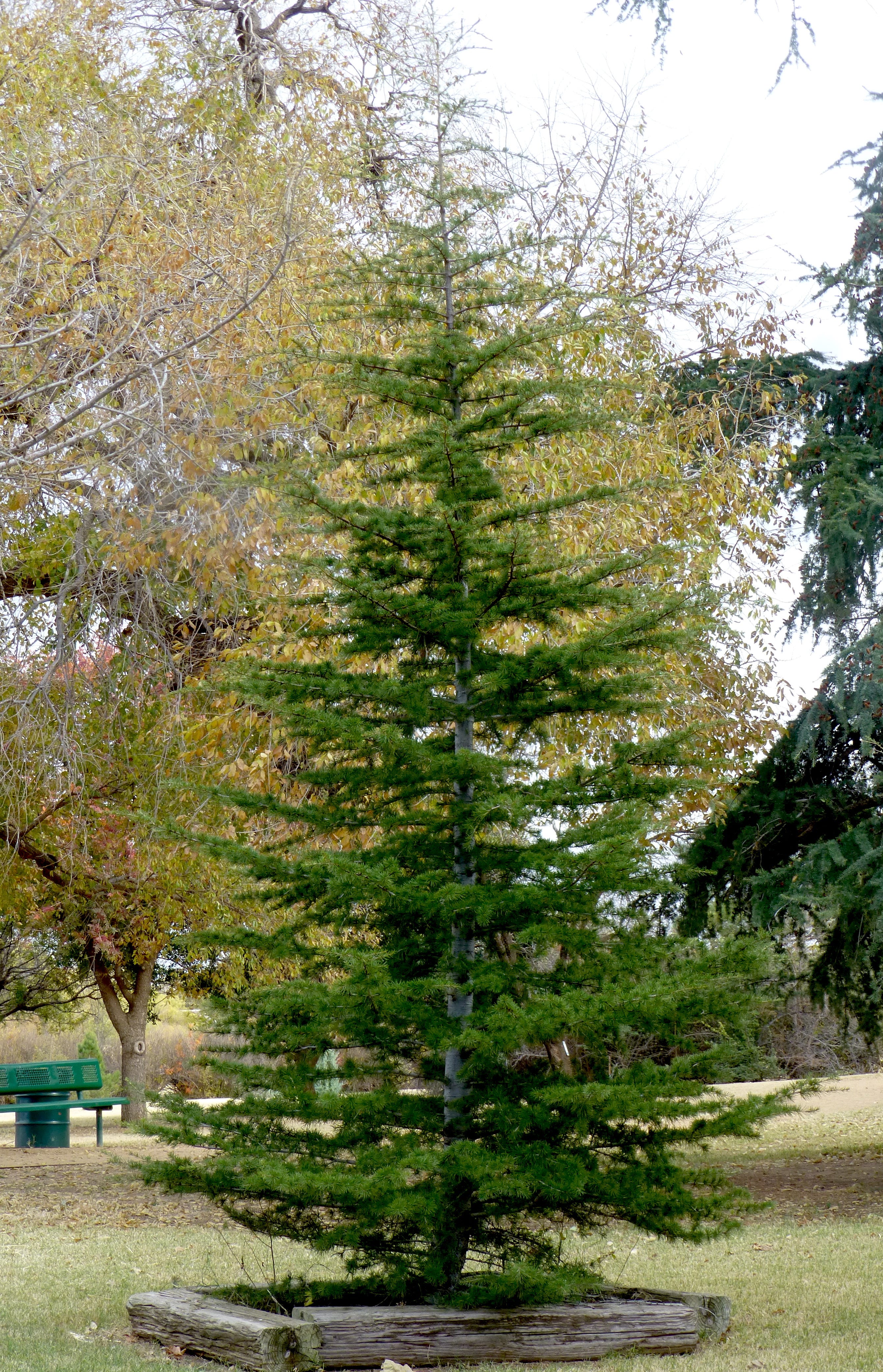 Peffley Deodar cedars for living Christmas trees