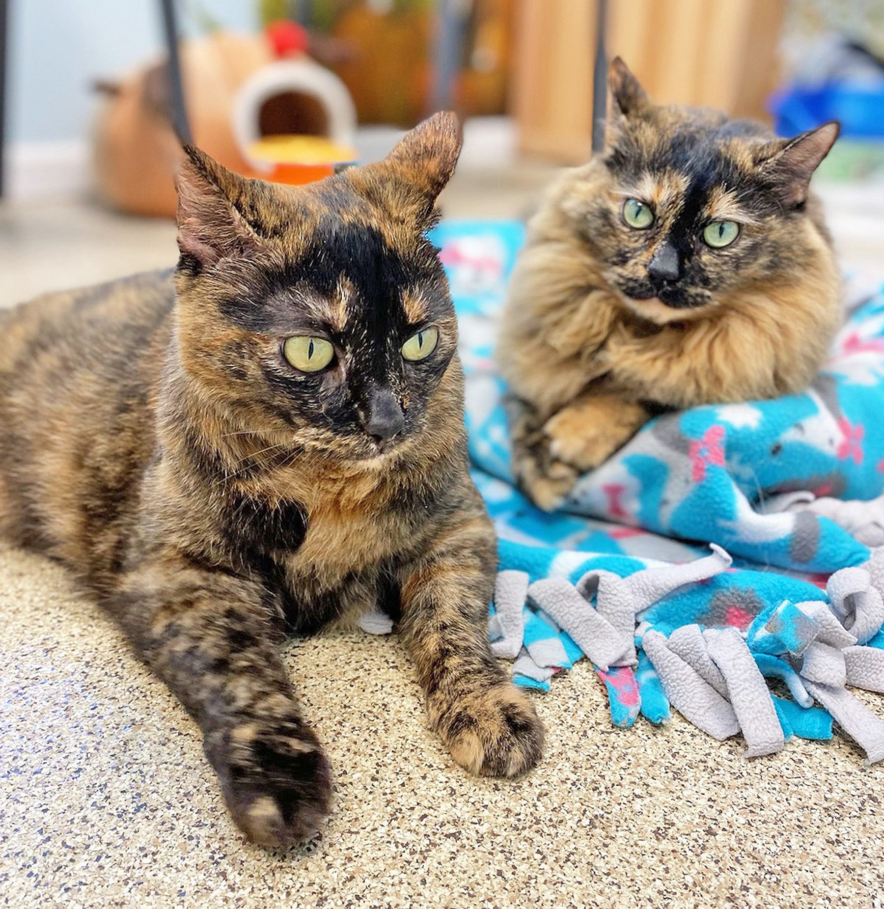 Little Traverse Bay Humane Society to host campaign for shelter cats and  kittens