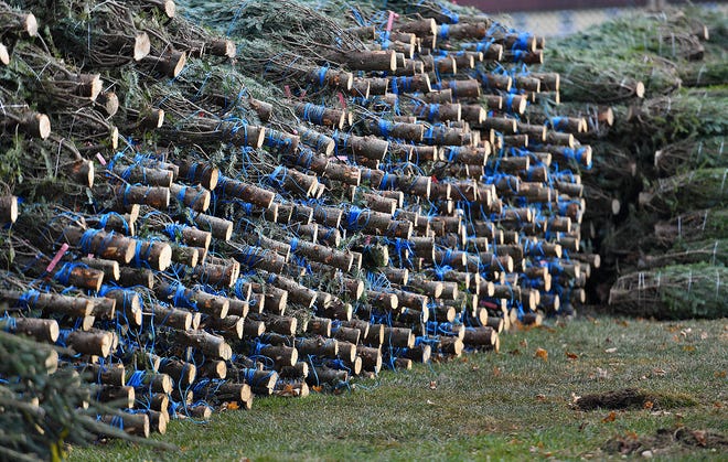 Trees are stacked at Strathmeyer Christmas Trees at York State Fair grounds in West Manchester Township, Friday, Nov. 26, 2021.  Dawn J. Sagert photo