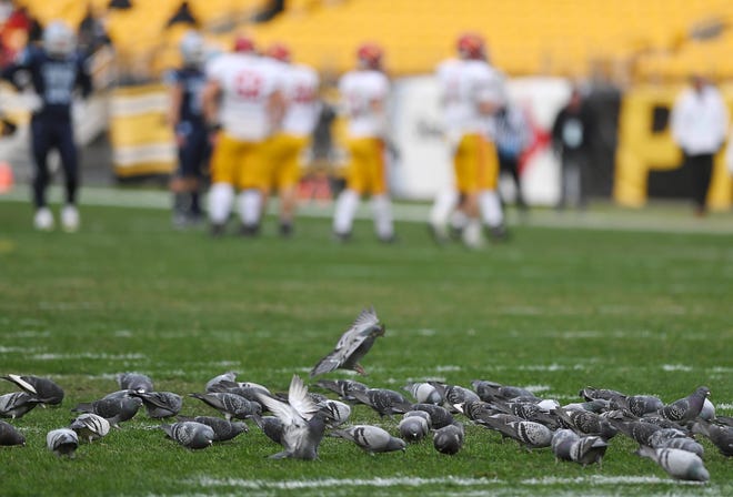 A flock of birds made itself at home during the WPIAL Class 3A Championship game at Heinz Field on Saturday, November 27.