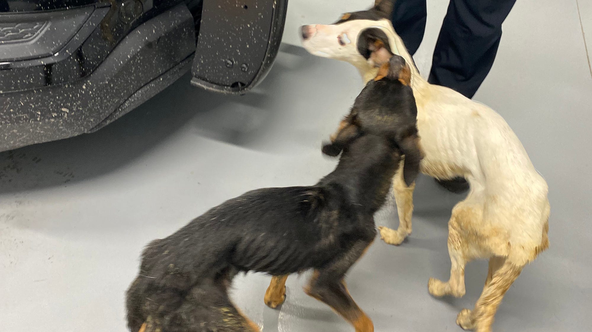 Portsmouth RI Arrest made in abandoned dog case