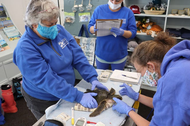 Many of the turtles come to the National Marine Life Center, 120 Main St., for triage and treatment. The NMLC transported out a group of sea turtles Monday morning and received more animals within a couple hours. The season is in full swing.