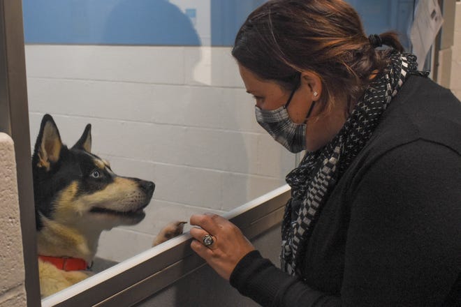 KHS Director of Philanthropy Jamie Nocula says hello to a dog in the new pet adoption center, which is much better suited to animal's needs than a crowded older building that was used until 2019.