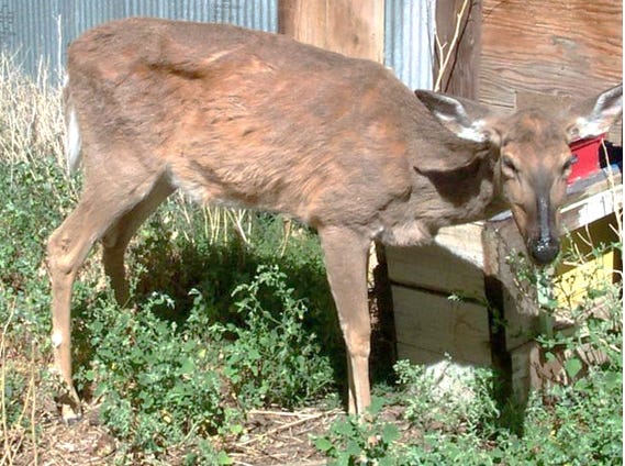 A photo of a deer with Chronic Wasting Disease.