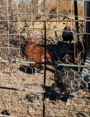The turkeys in the coop-yard.