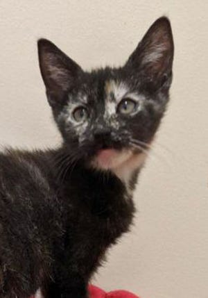 Goldie, a young female Tortoiseshell, is available for adoption from Wags & Whiskers Pet Rescue. Adoption fees are $80 for adult cats and $90 for kittens. Routine shots, tests and deworming are up to date. Call 904-797-6039 or go to wwpetrescue.org. 