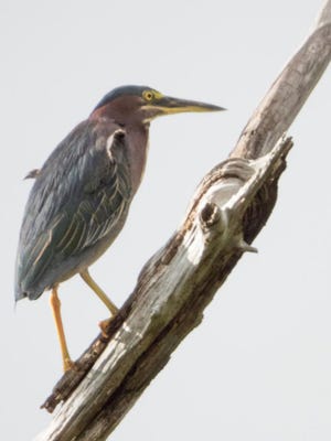 A Green Heron emerges from the marsh to perch on a snag at Fort Mose.