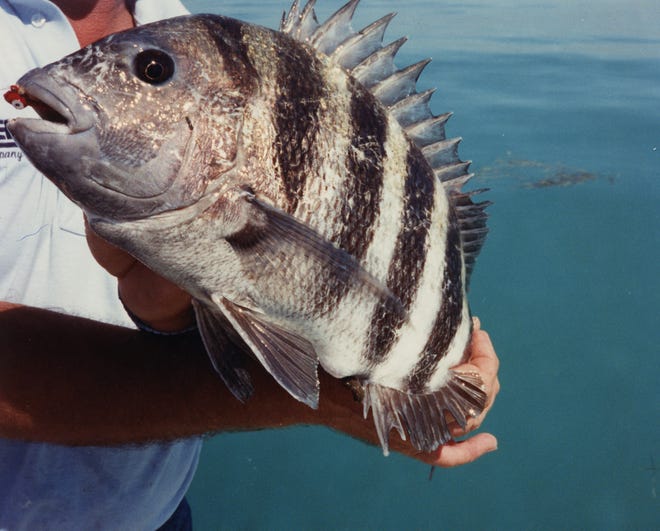 With sand fleas scarce this year, fiddler crabs are your best bet for luring a sheepshead.