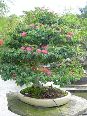 Bonsai trees are an attractive choice to decorate for a tabletop holiday tree. This one, a red powderpuff, comes with a few decorations in the form of flowers.