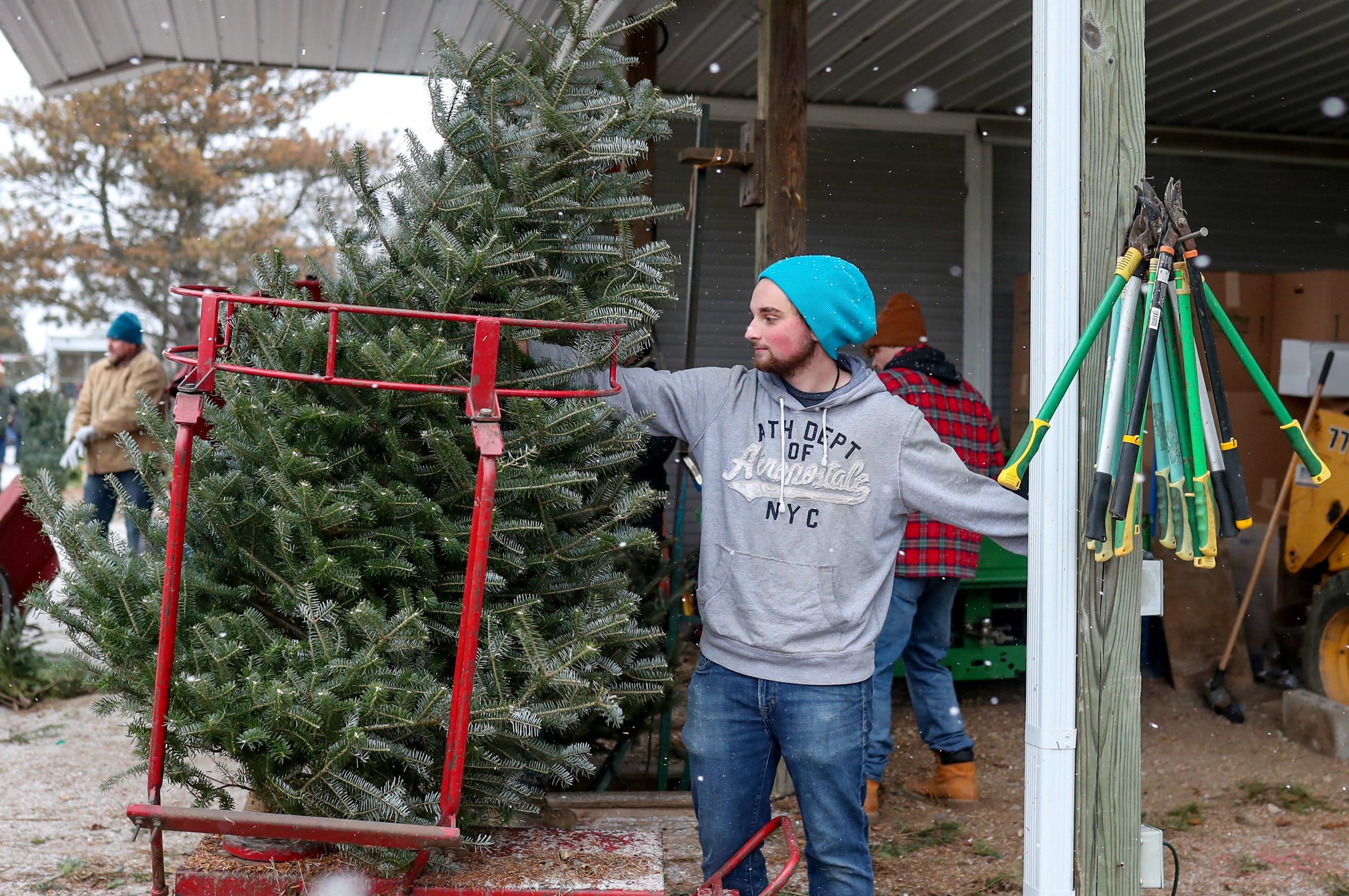 Candy Cane Christmas Tree Farm in Oxford needs weeks to prep