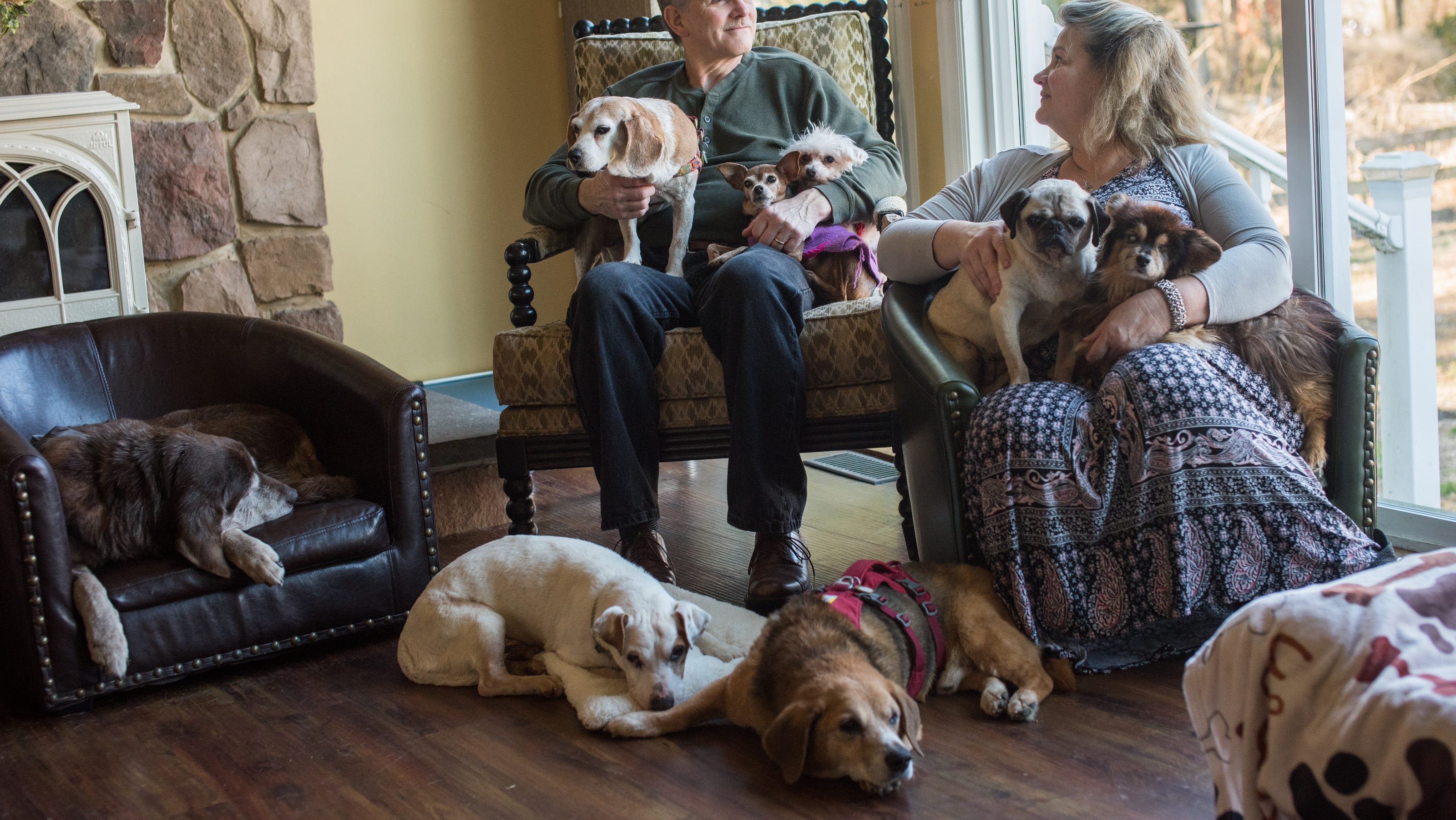 This dog sanctuary only takes in dogs in their final stages of life