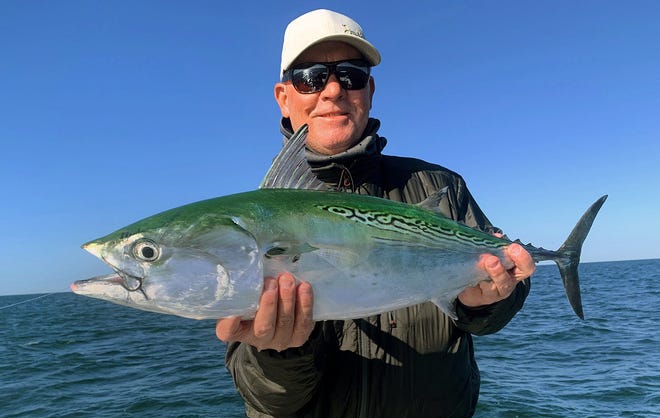 Kirk Grassett of Middletown, Delaware, caught this false albacore (little tunny) on a fly while fishing in Sarasota Bay with his brother Capt. Rick Grassett last week.