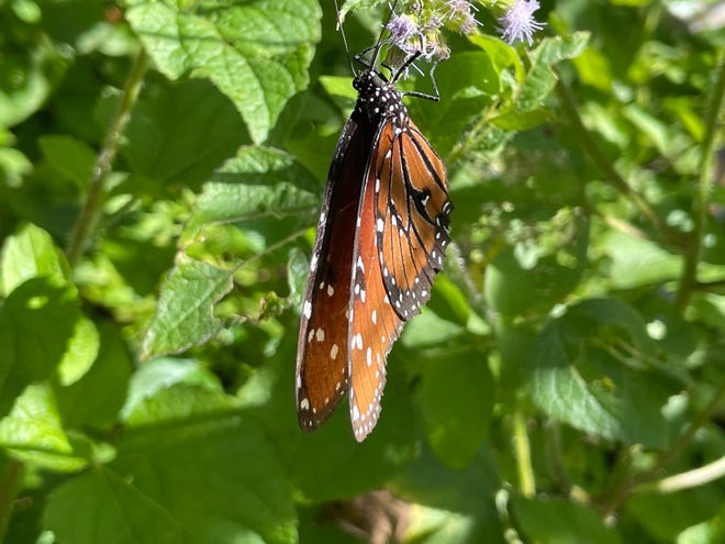 A queen butterfly sits on an ageratum at Mounts Botanical Garden.