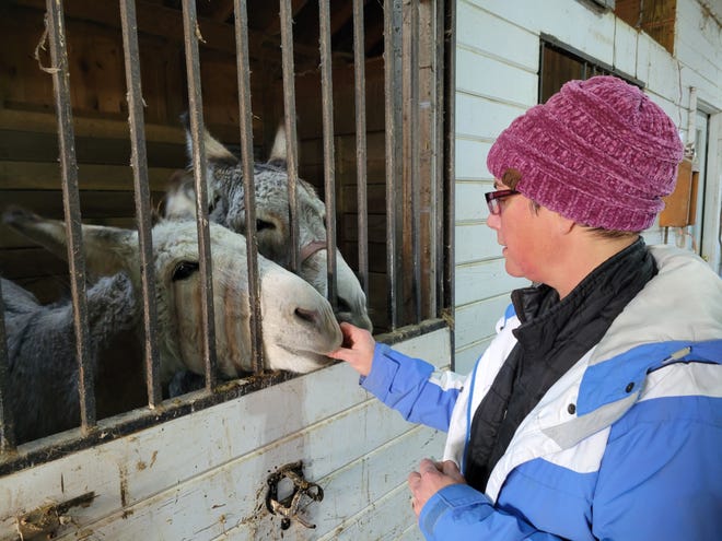 Home Sweet Home: This donkey duo escaped their farm-animal rescue late Tuesday night. By Thursday morning, courtesy of a neighboring farmer, they were home. Owner Alison Barstow Elliott shows them in "time-out," as she feeds them their favorite treat, peppermint candy.