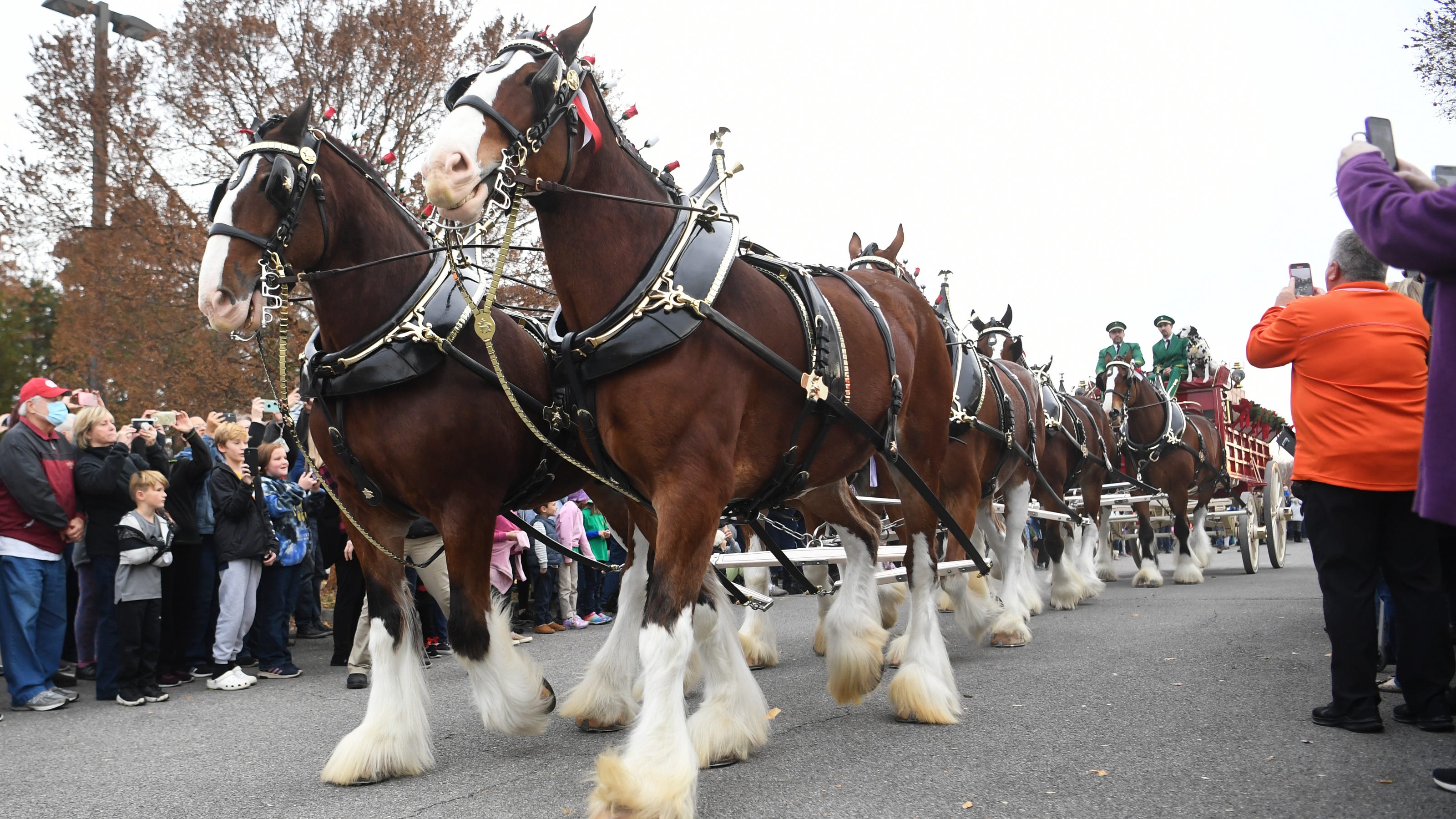 Budweiser Clydesdales Kick Off Smoky Mountain Air Show In Knoxville budweiser-clydesdales-kick-off-smoky-mountain-air-show-in-knoxville