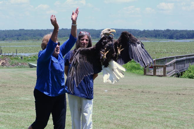 S.  La riabilitatrice di Francis Wildlife Teresa Stevenson ha dato a Lynda Flynn White l'onore di rilasciare questa aquila calva riabilitata al lago Jackson.