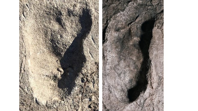 Image of Laetoli A3 footprint (on left) and image of a cast of Laetoli G1 footprint (on right). Analysis shows similarities in length of Laetoli A3 and G footprints but differences in forefoot width with the former being wider.