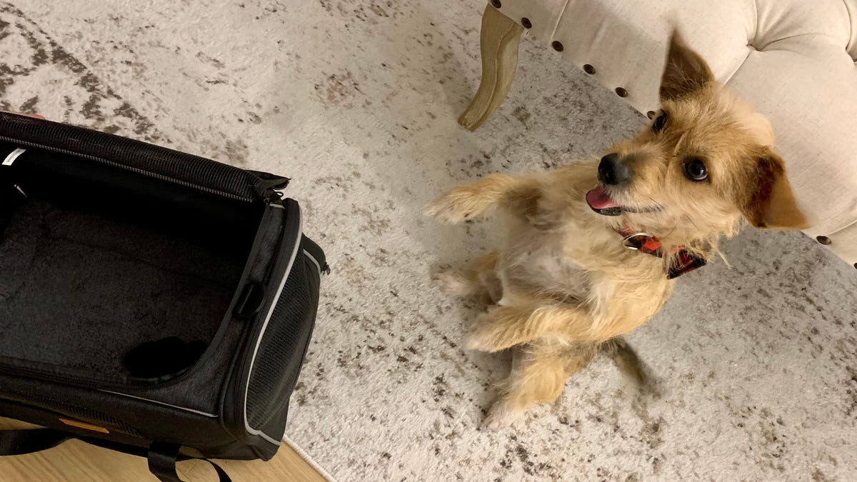 Bono practiced spending time in his carrier before we flew.