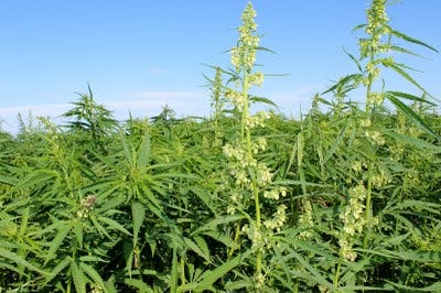 The Northern Hemp Summit will provide those interested in hemp an opportunity to learn about the crop, its uses, legal and financial considerations, current hemp market conditions, and state and federal policy.
