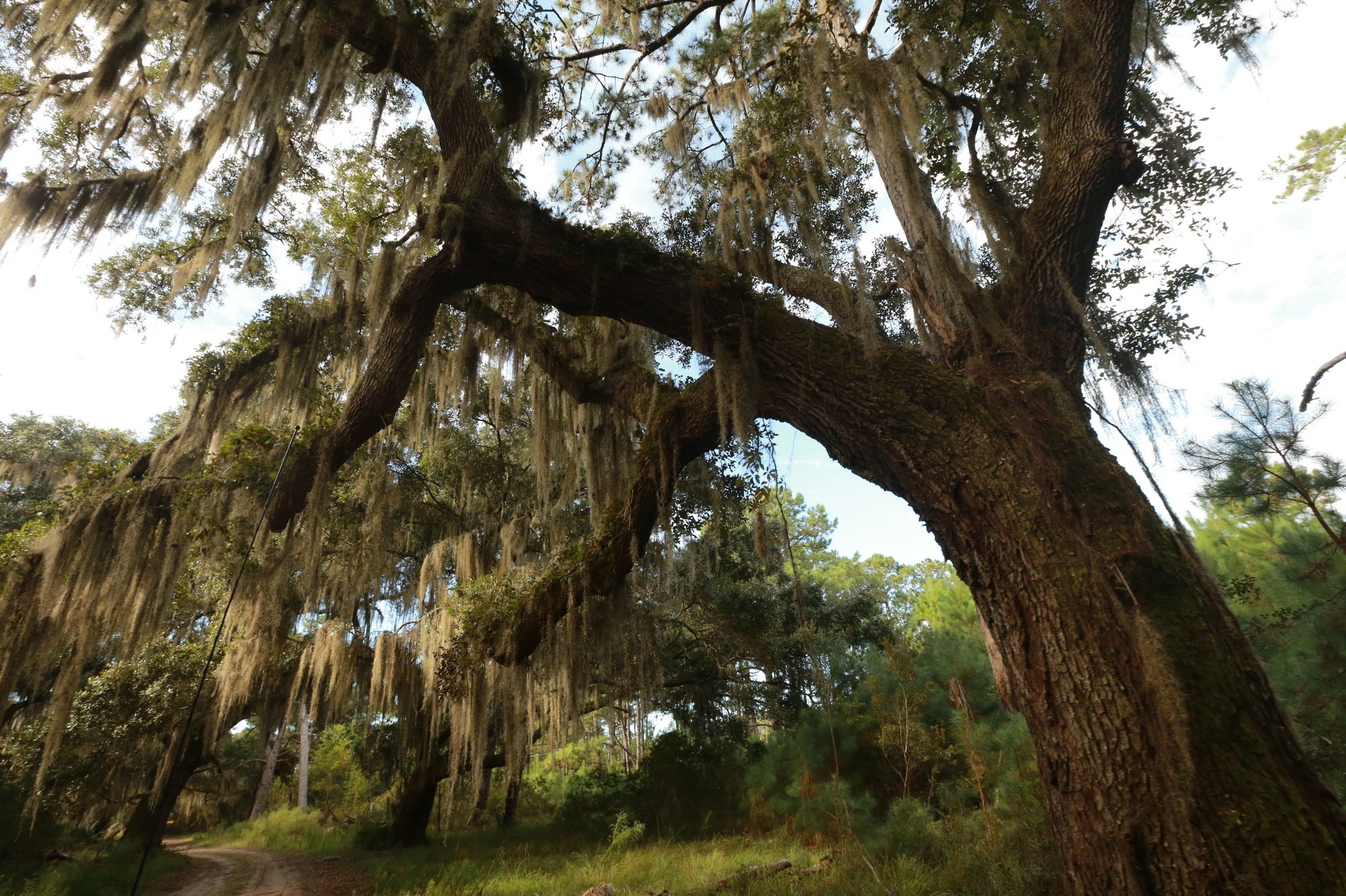 A large Oak looms over one of the dirt roads on Sapelo Island.