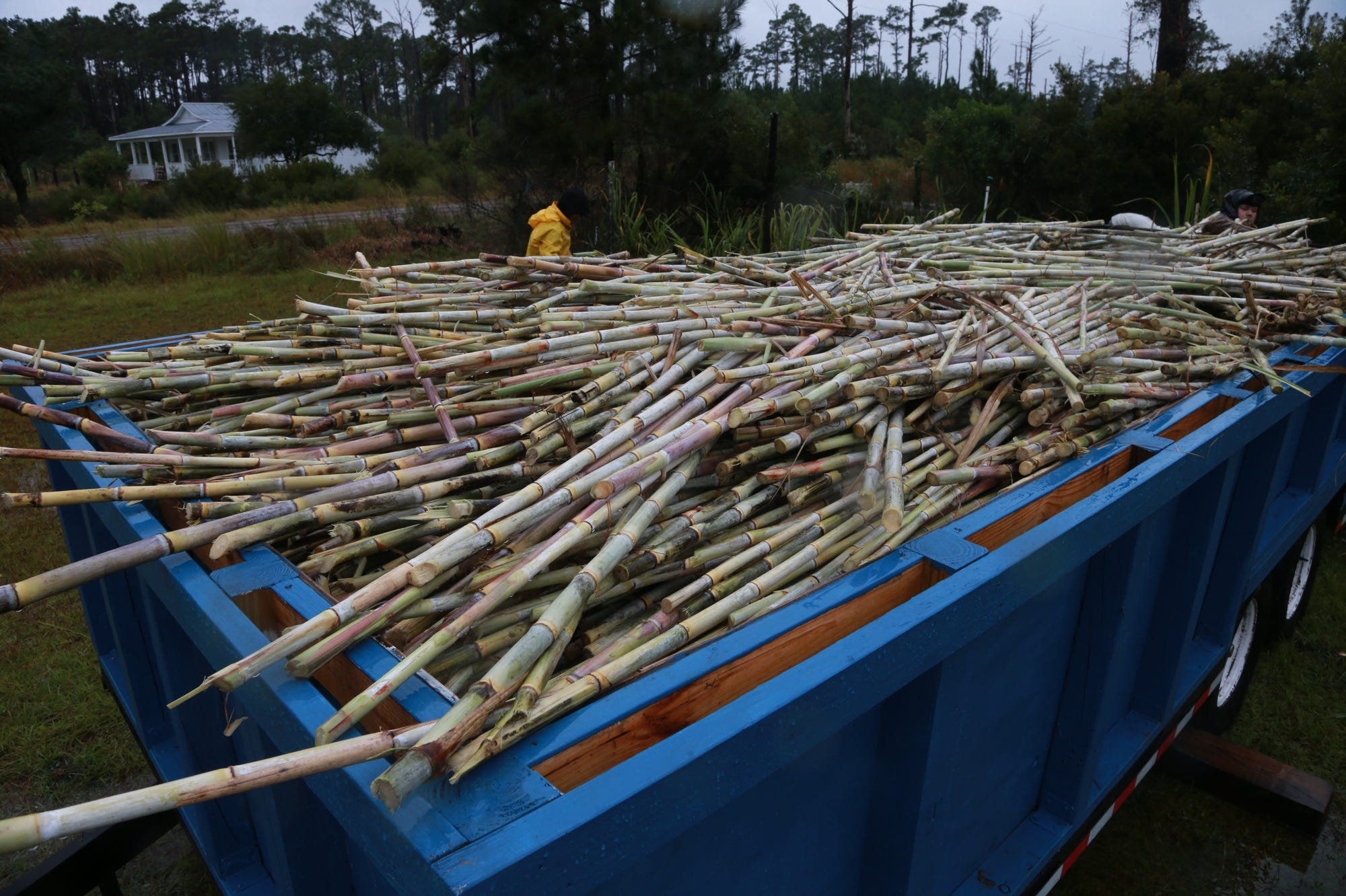 A trailer is loaded with harvested sugar cane to get ready to be put on the barge for transport off Sapelo Island.
